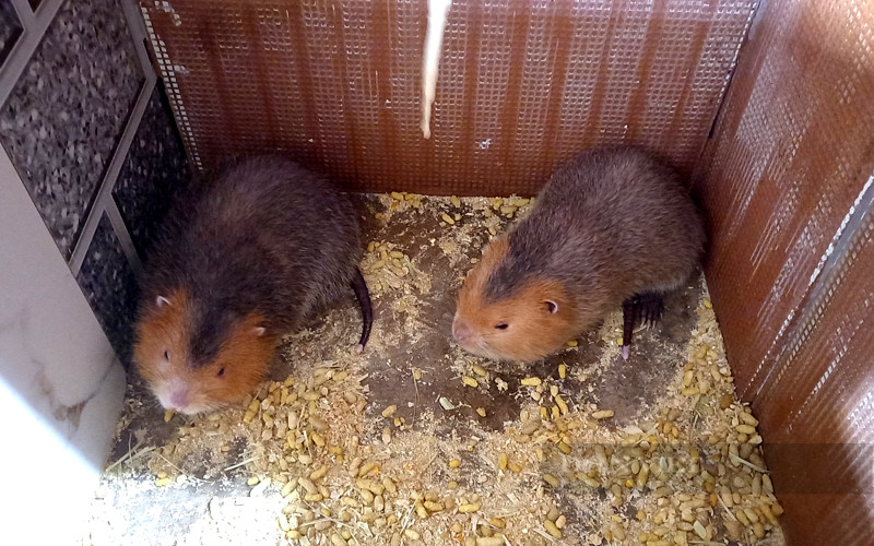 Nong dan Dong Nai lai hon 10 ty/nam nho nuoi con “dac san“-Hinh-2