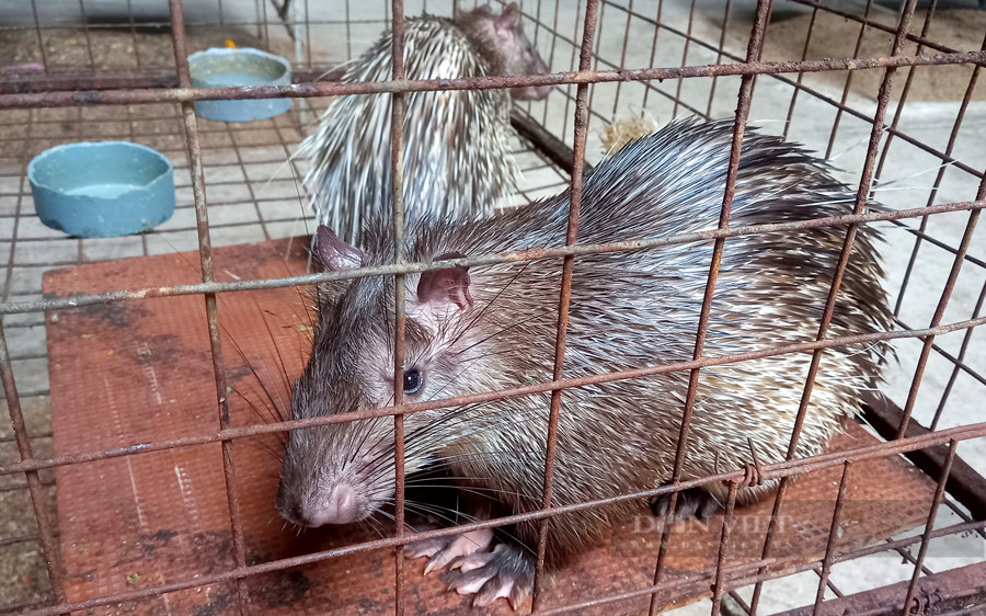 Nong dan Dong Nai lai hon 10 ty/nam nho nuoi con “dac san“-Hinh-7