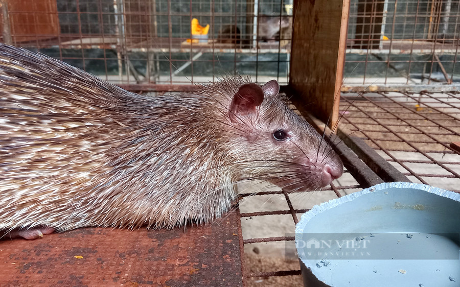 Nong dan Dong Nai lai hon 10 ty/nam nho nuoi con “dac san“-Hinh-9