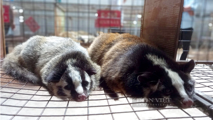 Nong dan Dong Nai lai hon 10 ty/nam nho nuoi con “dac san“-Hinh-4