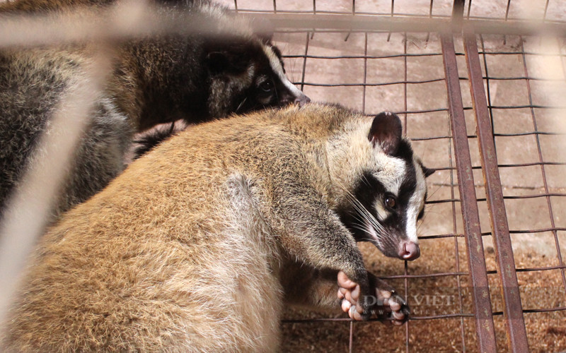 Nong dan Dong Nai lai hon 10 ty/nam nho nuoi con “dac san“-Hinh-6