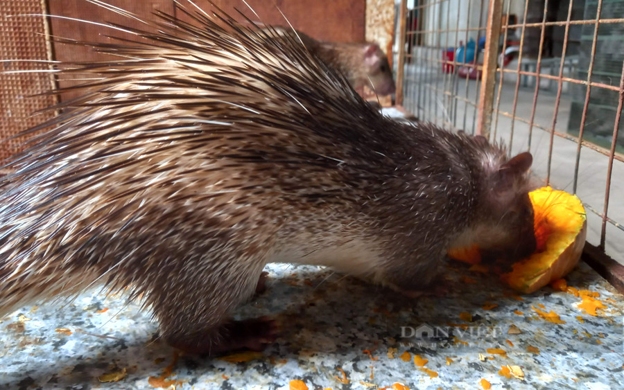 Nong dan Dong Nai lai hon 10 ty/nam nho nuoi con “dac san“-Hinh-8