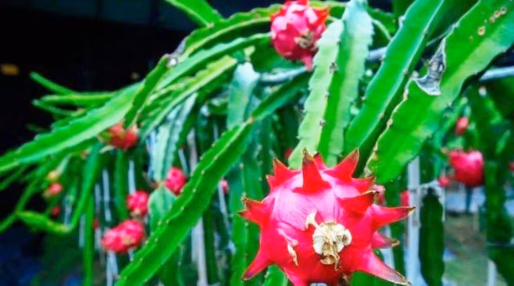 Goi y lua chon cay canh “hut tai loc” cho ngay Tet-Hinh-4