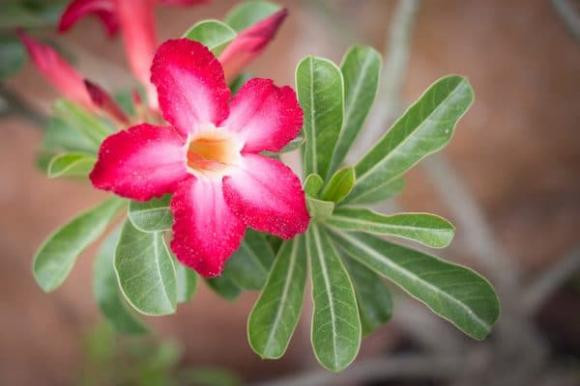 5 loai hoa cat tuong, y nghia tot lanh-Hinh-4