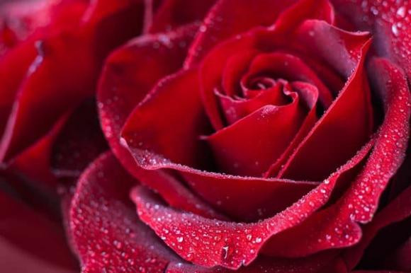 5 loai hoa cat tuong, y nghia tot lanh