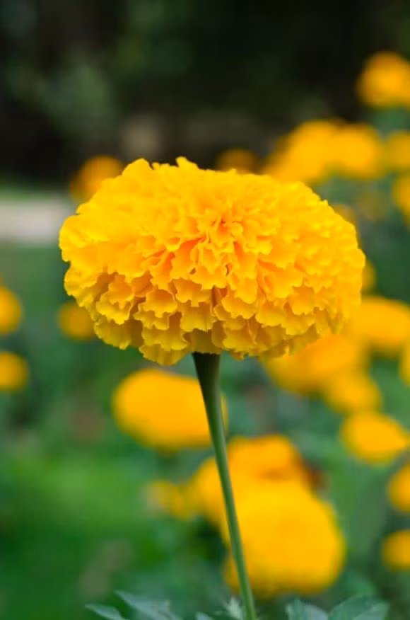 5 loai hoa cat tuong, y nghia tot lanh-Hinh-2