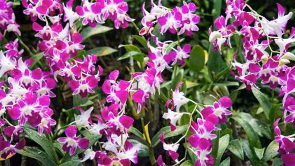 5 loai hoa cat tuong, y nghia tot lanh-Hinh-3