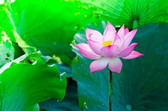 5 loai hoa cat tuong, y nghia tot lanh-Hinh-5