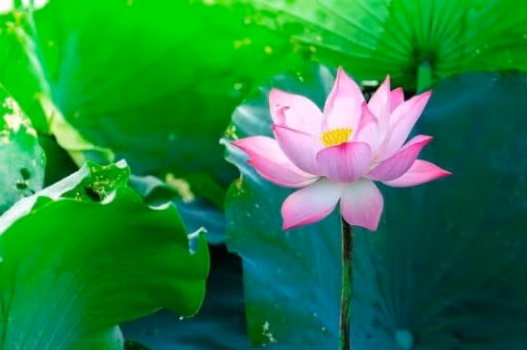 5 loai hoa cat tuong, y nghia tot lanh-Hinh-5