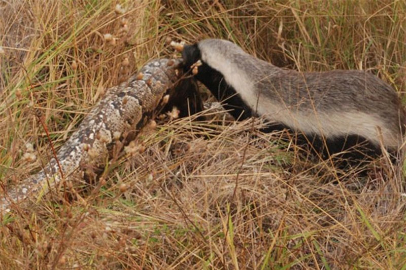 Video: Trăn khổng lồ bị lửng mật xé xác Video: Tran khong lo bi lung mat xe xac