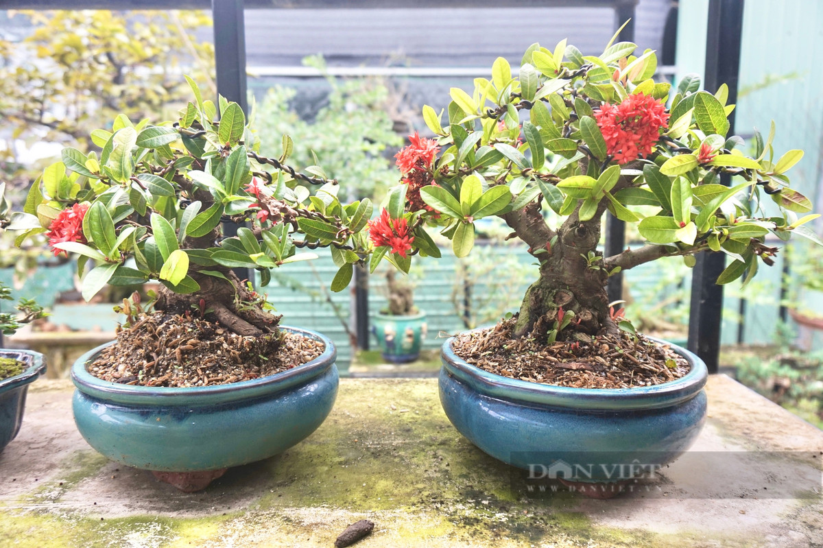 Tu dam me cay canh, nguoi dan ong thu nhap 200 trieu/nam-Hinh-6