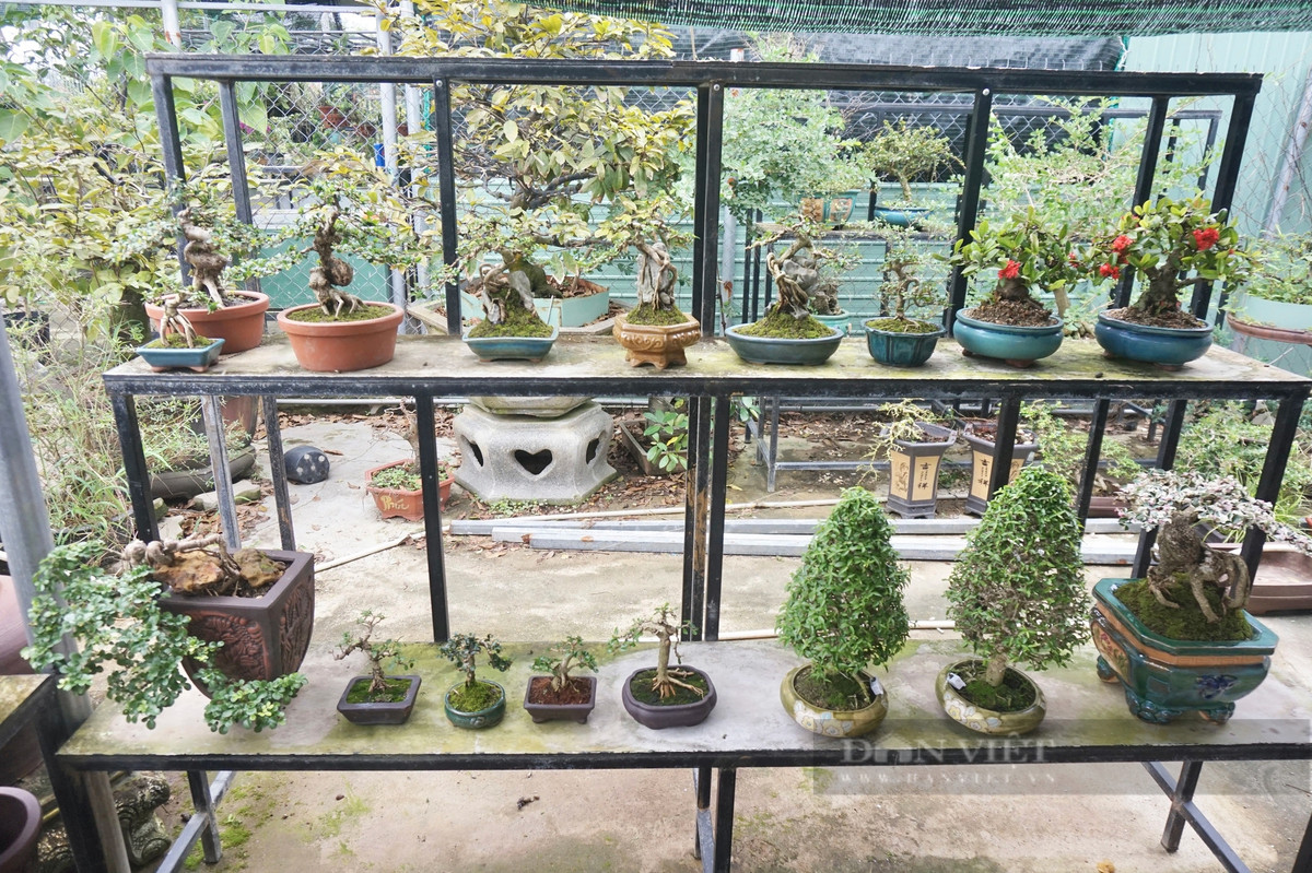 Tu dam me cay canh, nguoi dan ong thu nhap 200 trieu/nam-Hinh-5