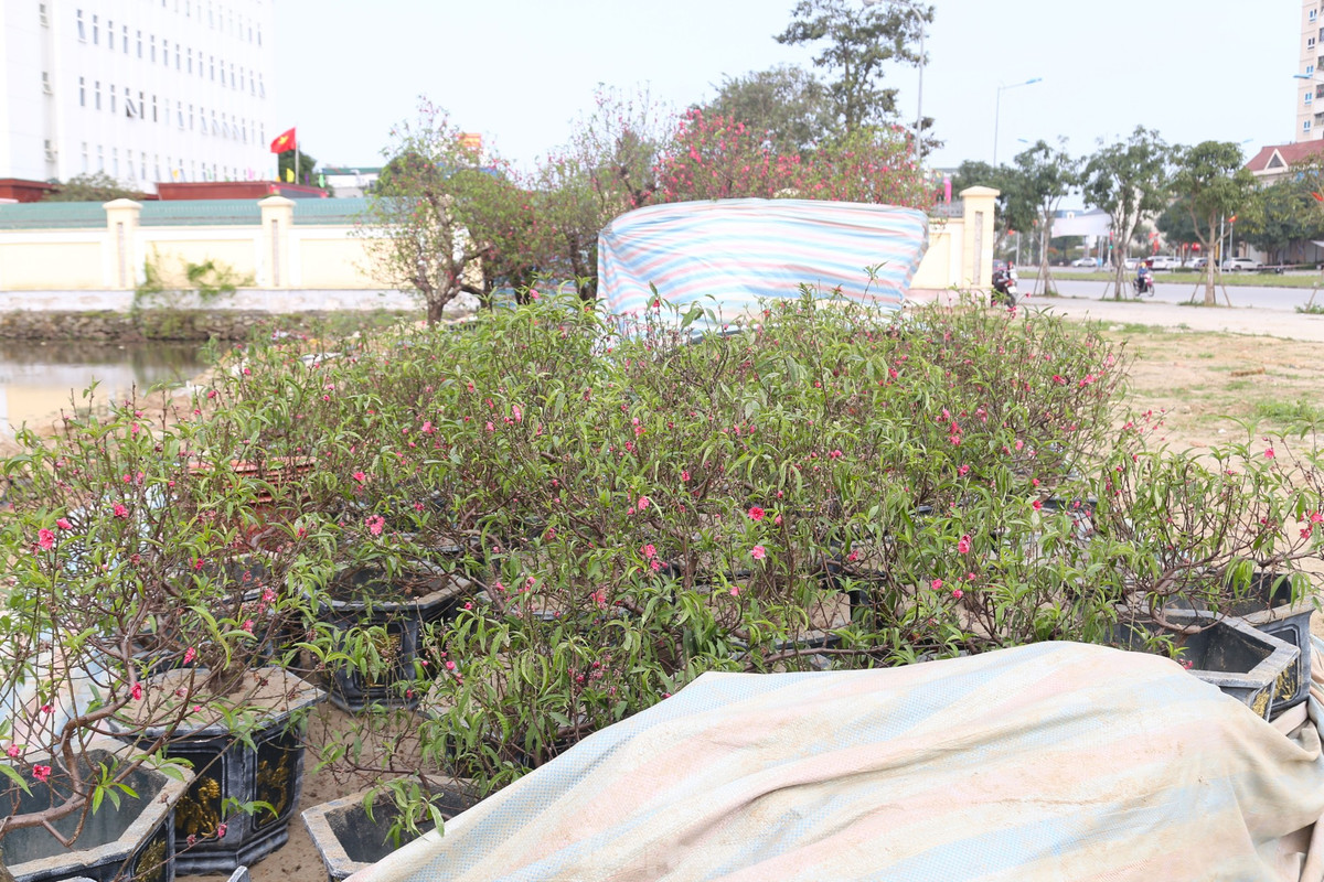 “Còn mấy chục gốc đào, tôi đang thanh lý giá rẻ. Thời điểm này, nếu khách mua thì không phải để chưng Tết nữa mà có thể làm cây cảnh trồng trong vườn nhà”, anh Thọ chia sẻ.