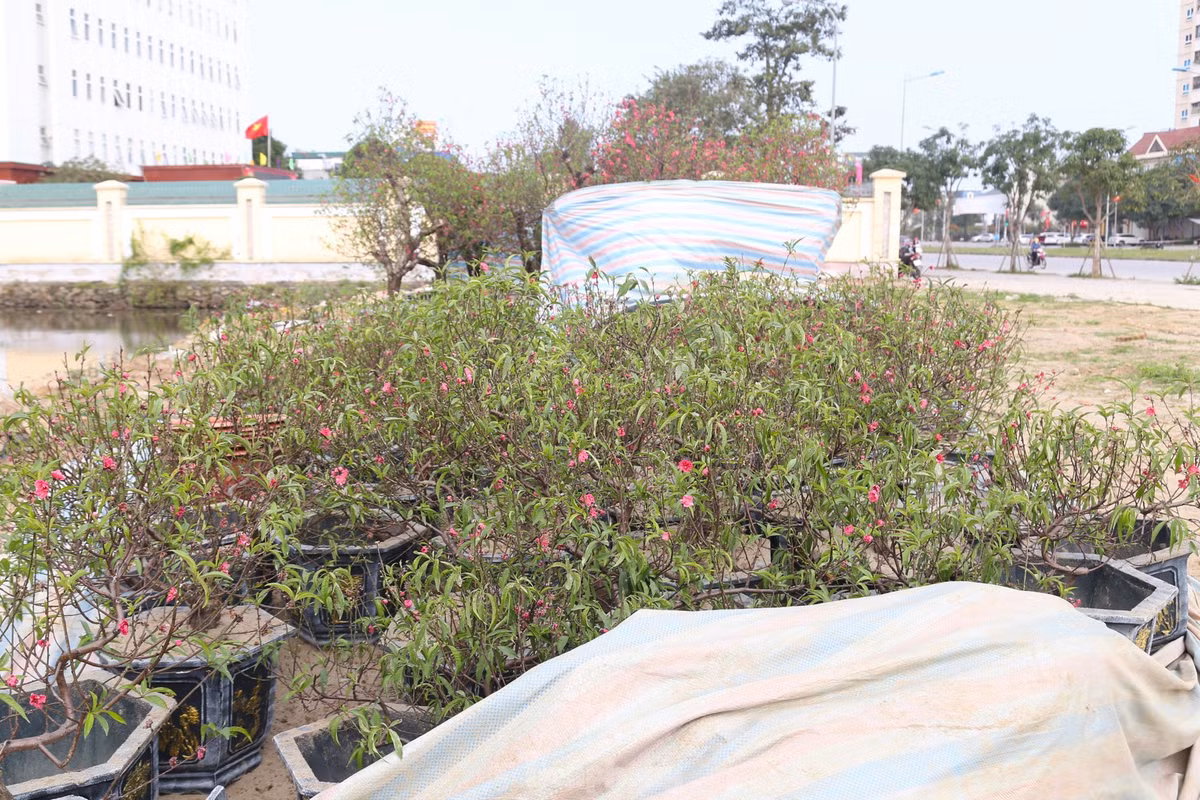 “Còn mấy chục gốc đào, tôi đang thanh lý giá rẻ. Thời điểm này, nếu khách mua thì không phải để chưng Tết nữa mà có thể làm cây cảnh trồng trong vườn nhà”, anh Thọ chia sẻ.