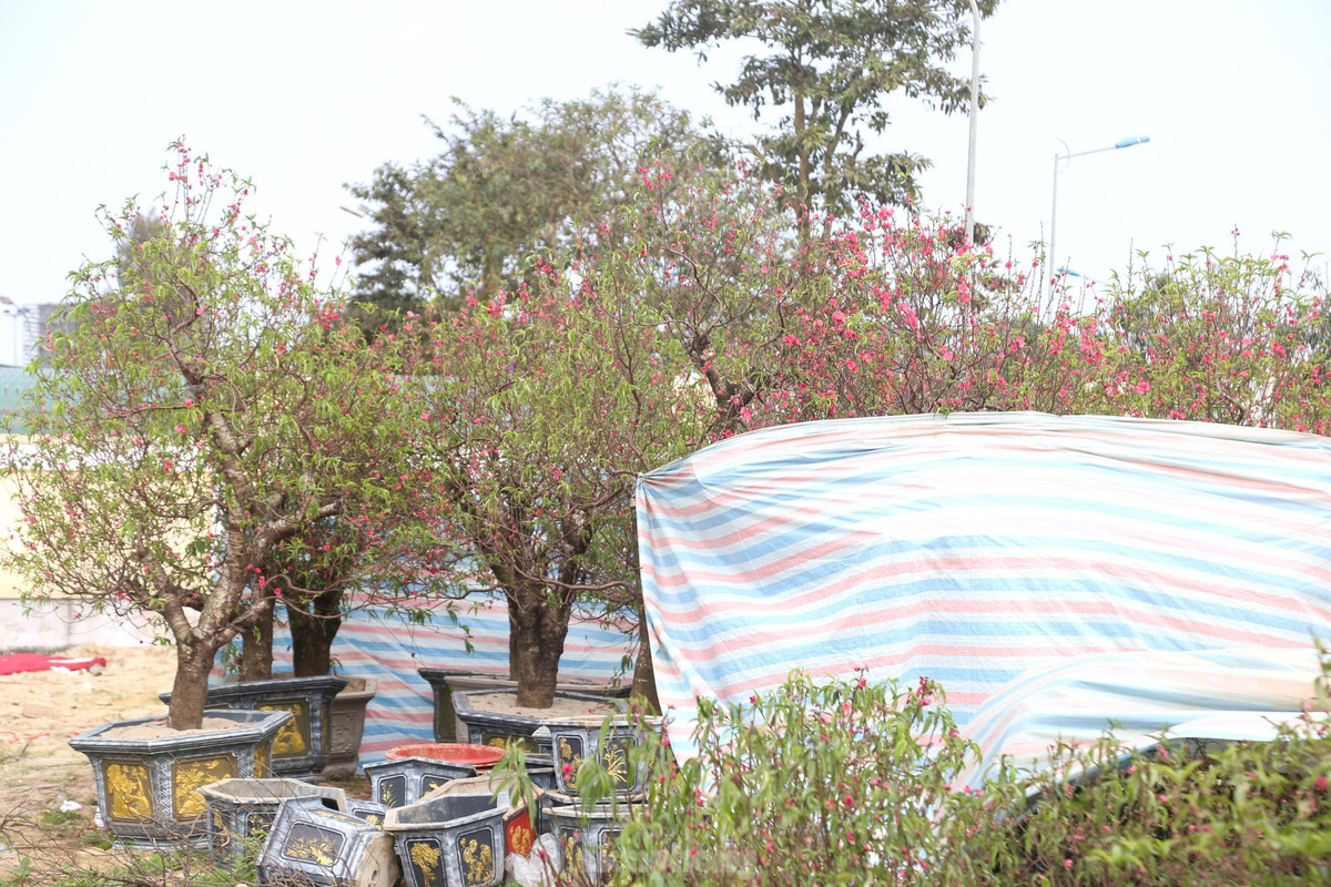 Anh Trần Thọ - một tiểu thương bán đào trên đường 72m - cho biết, chưa năm nào, việc kinh doanh cây cảnh Tết lại ế ẩm như năm nay. Nhà nào may mắn thì lãi ít hoặc hoà vốn, nhưng đa phần đều phải thanh lý, xả hàng để cứu vốn trước thời khắc giao thừa.