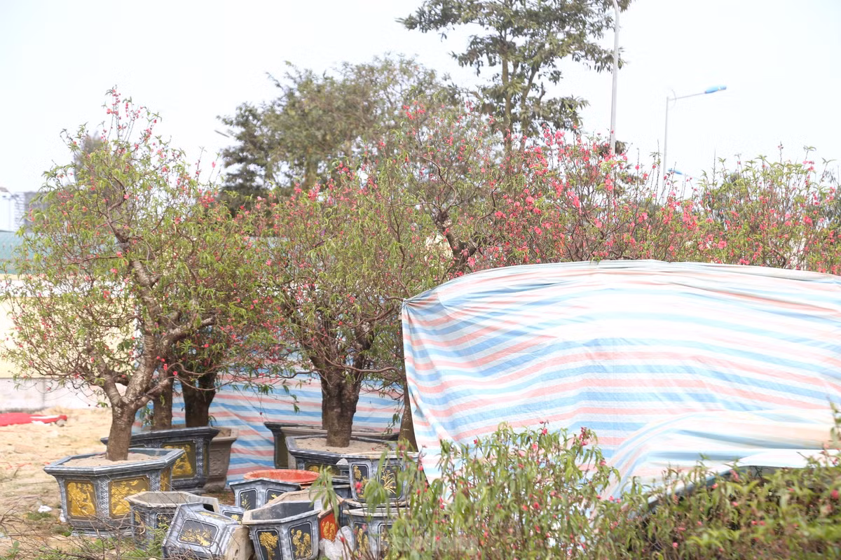 Anh Trần Thọ - một tiểu thương bán đào trên đường 72m - cho biết, chưa năm nào, việc kinh doanh cây cảnh Tết lại ế ẩm như năm nay. Nhà nào may mắn thì lãi ít hoặc hoà vốn, nhưng đa phần đều phải thanh lý, xả hàng để cứu vốn trước thời khắc giao thừa.