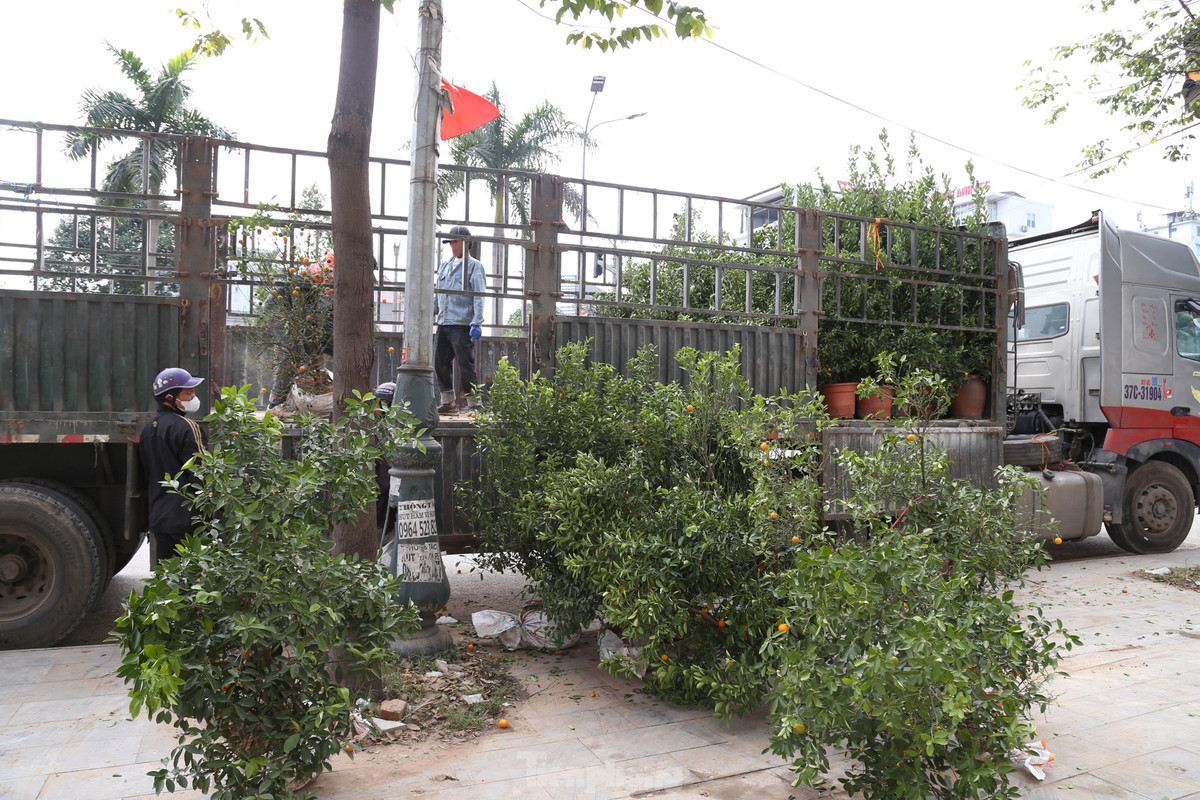 Những gốc quất được thanh lý giá rẻ vẫn không có người mua, tiểu thương phải thuê xe chở về lại Hưng Yên.