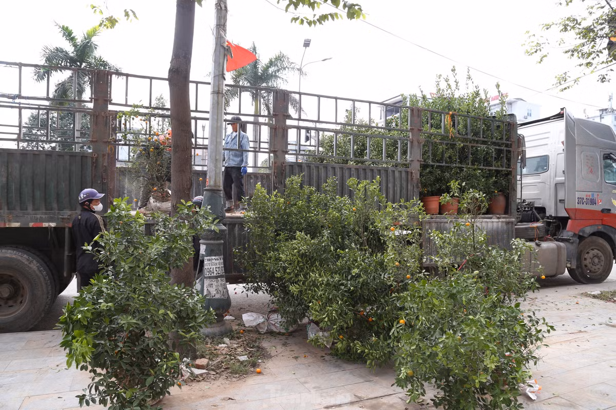 Những gốc quất được thanh lý giá rẻ vẫn không có người mua, tiểu thương phải thuê xe chở về lại Hưng Yên.