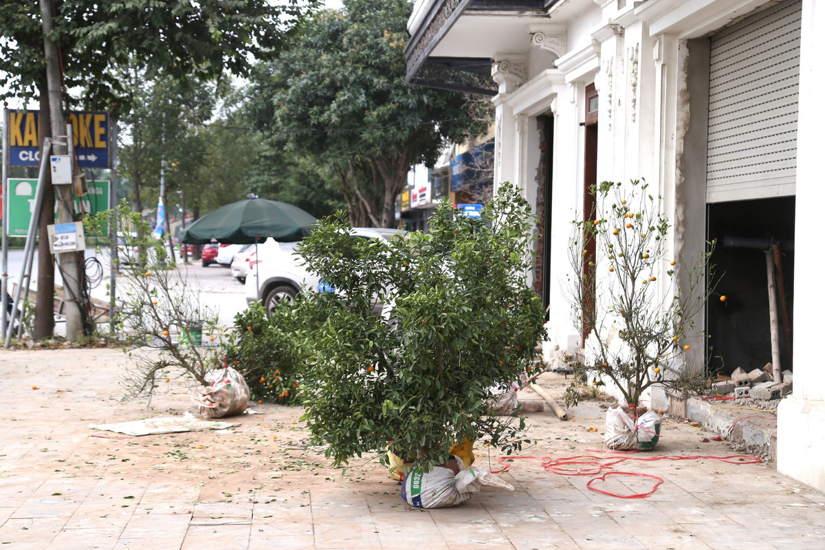 Dù đã hết Tết, các tuyến đường tại TP Vinh vẫn xuất hiện những gốc quất chưa được thu dọn.