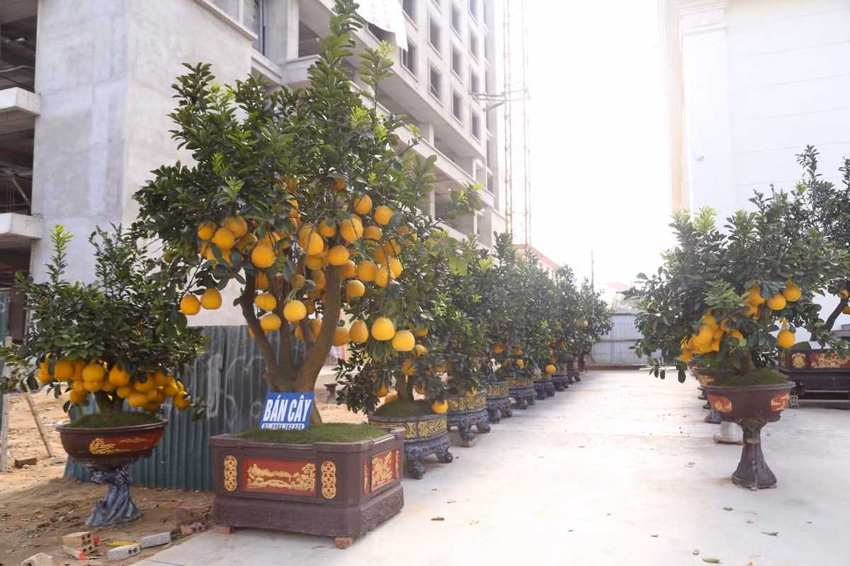 Anh Phong - một tiểu thương kinh doanh cây cảnh Tết lâu năm tại TP Vinh - đầu tư tiền tỷ nhập cây cảnh bán Tết. Tuy nhiên, đến nay, anh đang đau đầu với việc xử lý hàng chục cây bưởi Diễn ế ẩm. “Năm nay là năm thua lỗ nặng nhất. Số lượng bán ra chỉ được khoảng 50% thôi. Sau 3 ngày Tết, ngày nào tôi cũng hy vọng sẽ có khách ghé hỏi mua nhưng không có. Giá giờ rẻ lắm rồi” anh Phong chia sẻ.