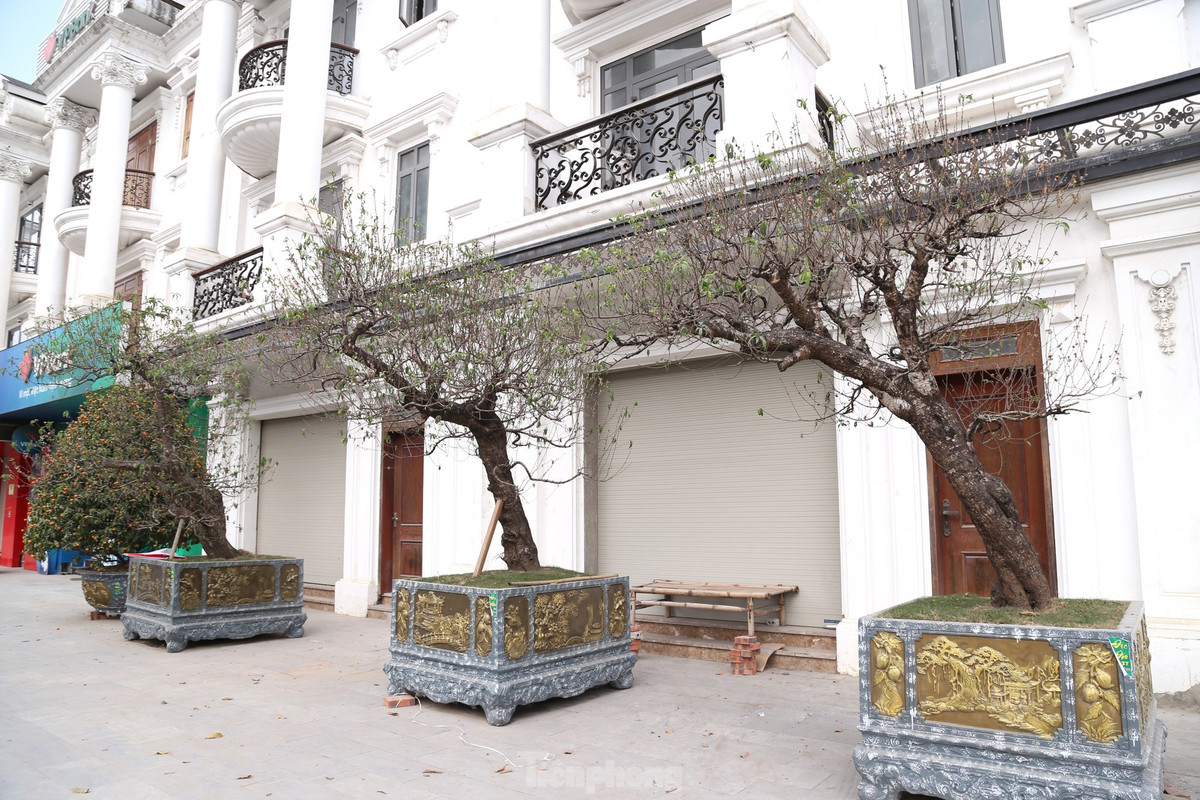 Dọc vỉa hè đường Đại lộ Lê Nin, TP Vinh cũng còn những gốc đào cổ thụ chưa được bán trong Tết.