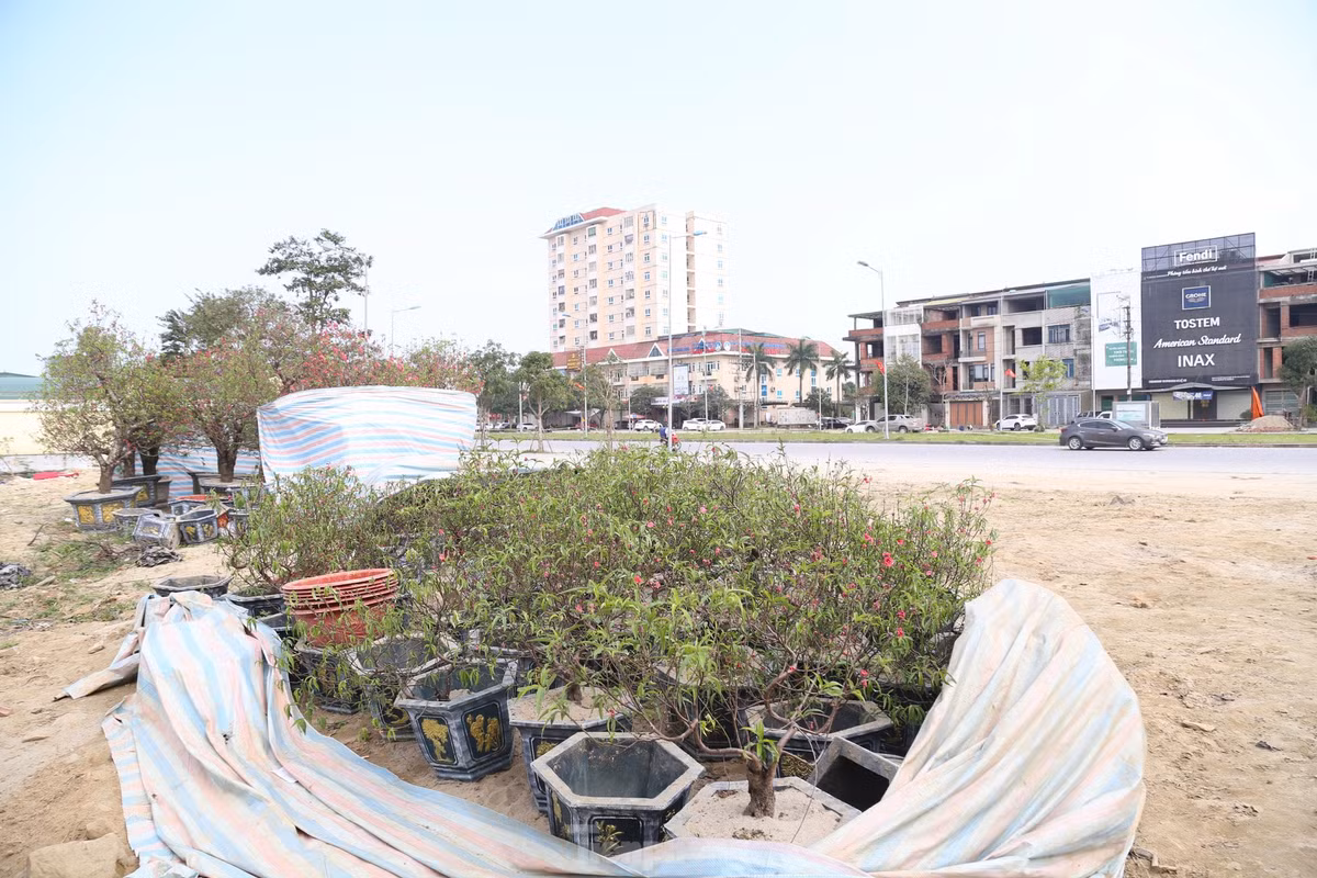 Thông thường, người dân thường mua cây cảnh chưng Tết trước thời khắc Giao thừa, song đến nay, đã ngày mùng 9 Tết (ngày 18/2) nhưng vẫn còn những gốc đào, quất nằm trên vỉa hè chờ người mua. Trong ảnh, hàng chục gốc đào ế ẩm được tiểu thương che chắn trên tuyến đường 72m, TP Vinh, Nghệ An,