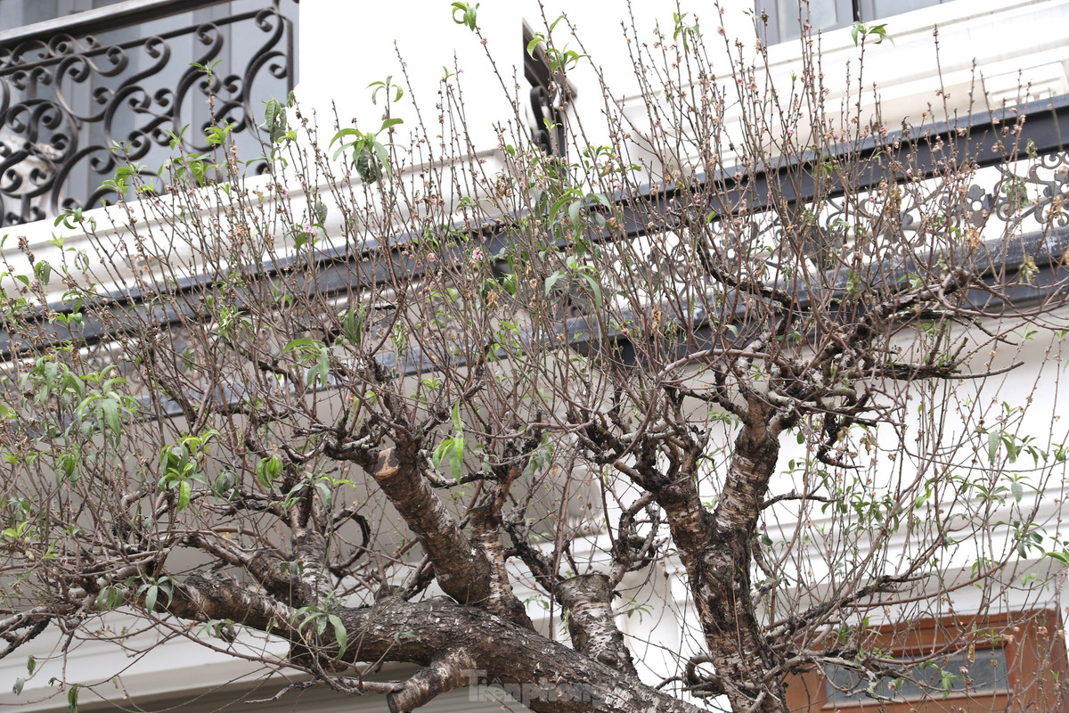 Hoa đào đều đã khô héo, úa tàn