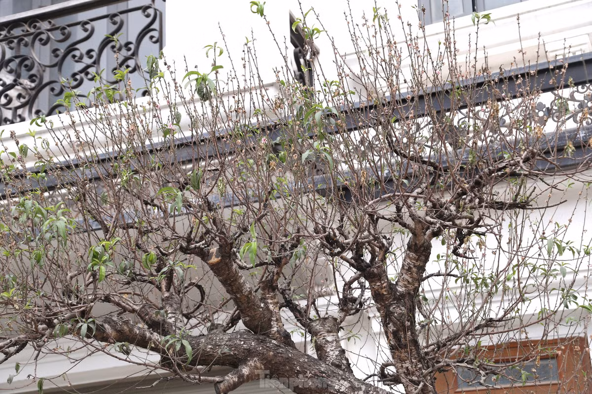 Hoa đào đều đã khô héo, úa tàn