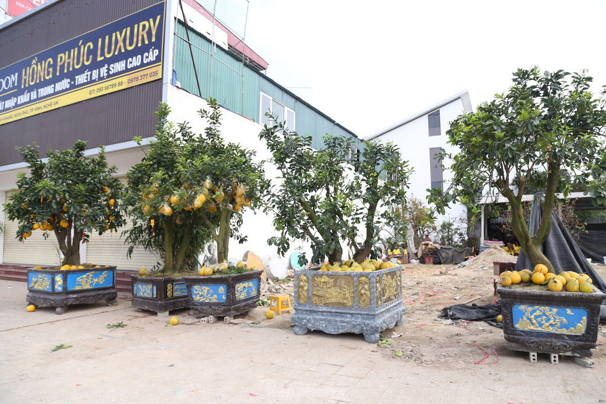 Những cây bưởi Diễn loại to, trước Tết bán với giá từ 40 - 50 triệu đồng, nay chỉ xấp xỉ 10 triệu đồng. Đối với những cây loại nhỏ, trước đây bán từ 10 – 15 triệu đồng, nay chỉ còn từ 2 – 5 triệu đồng, nhưng không có người hỏi mua.