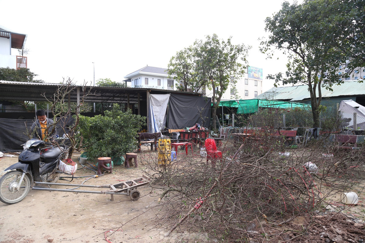 Những gốc đào “ế” được tiểu thương cắt bỏ cành.