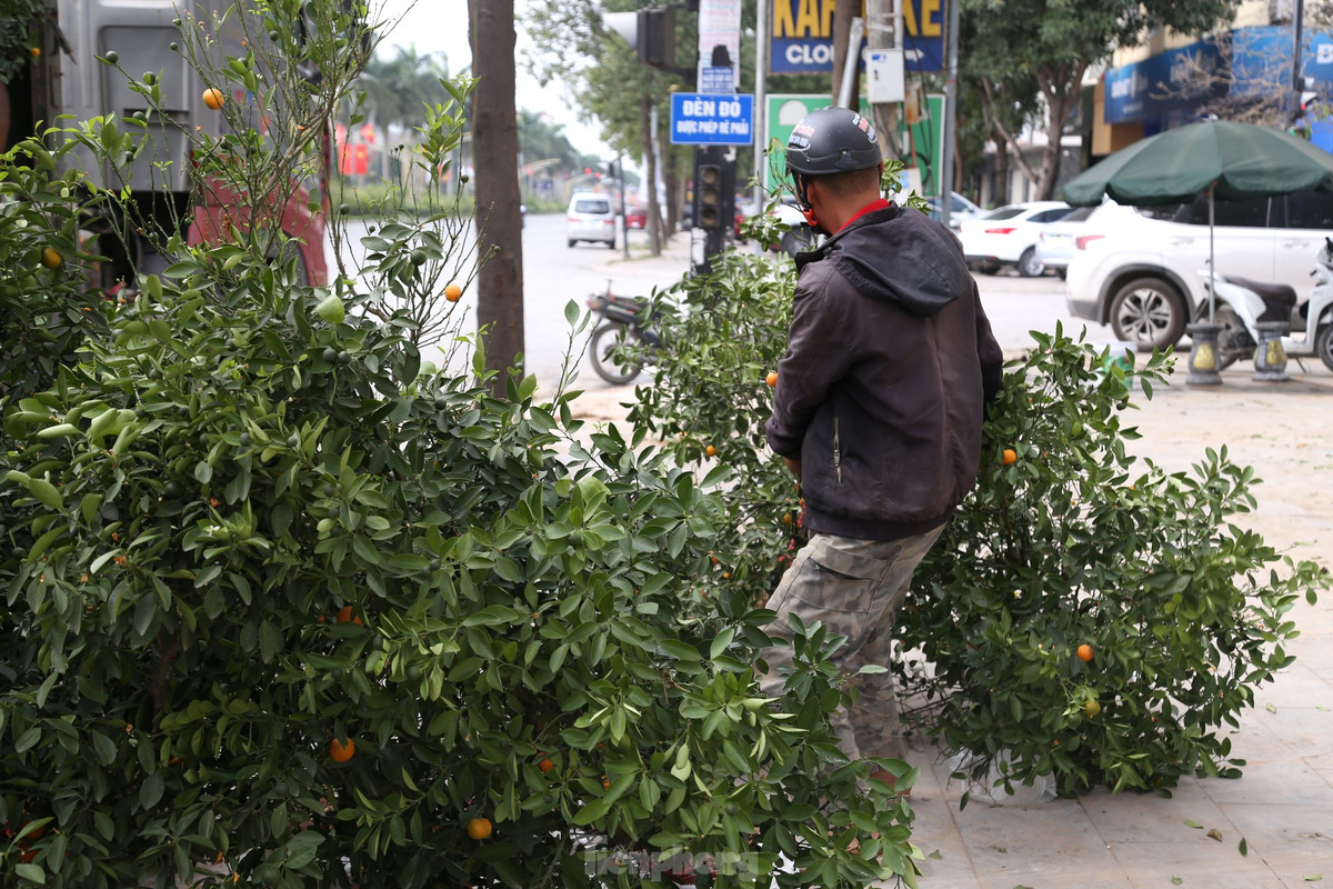 Theo các tiểu thương, đối với những cây ế ẩm hiện có 3 cách xử lý chính. Thứ nhất là bán với giá cực rẻ, vừa bán vừa cho. Thứ hai là mang về hoàn lại cho các đầu mối cây cảnh ở ngoài Bắc với giá chỉ bằng 1/2 thời điểm các tiểu thương nhập về. Cách cuối cùng là thuê các nhà vườn tại TP Vinh chăm sóc để Tết năm sau sẽ mang ra bán lại.