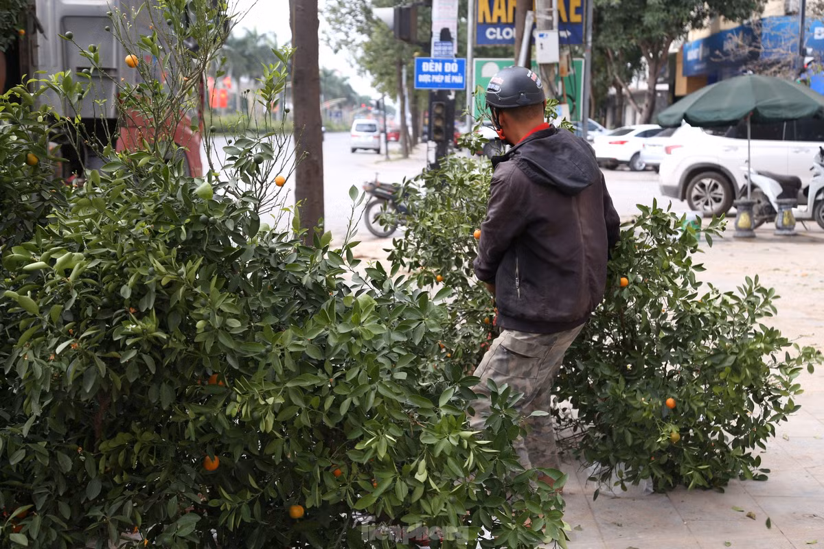 Theo các tiểu thương, đối với những cây ế ẩm hiện có 3 cách xử lý chính. Thứ nhất là bán với giá cực rẻ, vừa bán vừa cho. Thứ hai là mang về hoàn lại cho các đầu mối cây cảnh ở ngoài Bắc với giá chỉ bằng 1/2 thời điểm các tiểu thương nhập về. Cách cuối cùng là thuê các nhà vườn tại TP Vinh chăm sóc để Tết năm sau sẽ mang ra bán lại.