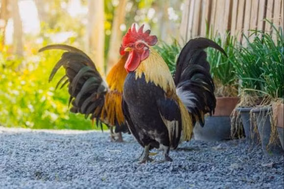 Chuyen gia ly giai viec ga trong luon gay dung gio-Hinh-3