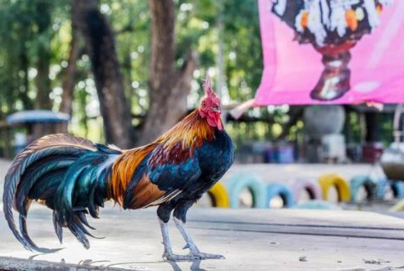 Chuyen gia ly giai viec ga trong luon gay dung gio-Hinh-2