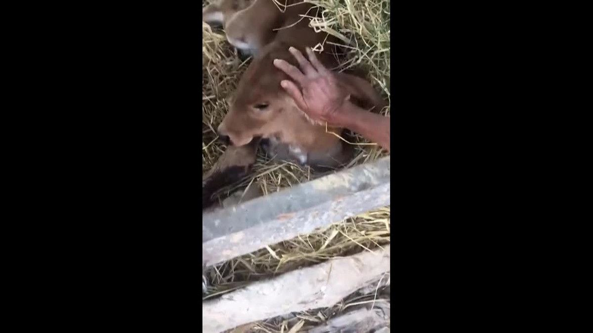 Bê con hai đầu được coi là dấu hiệu của sự may mắn Be con hai dau duoc coi la dau hieu cua su may man