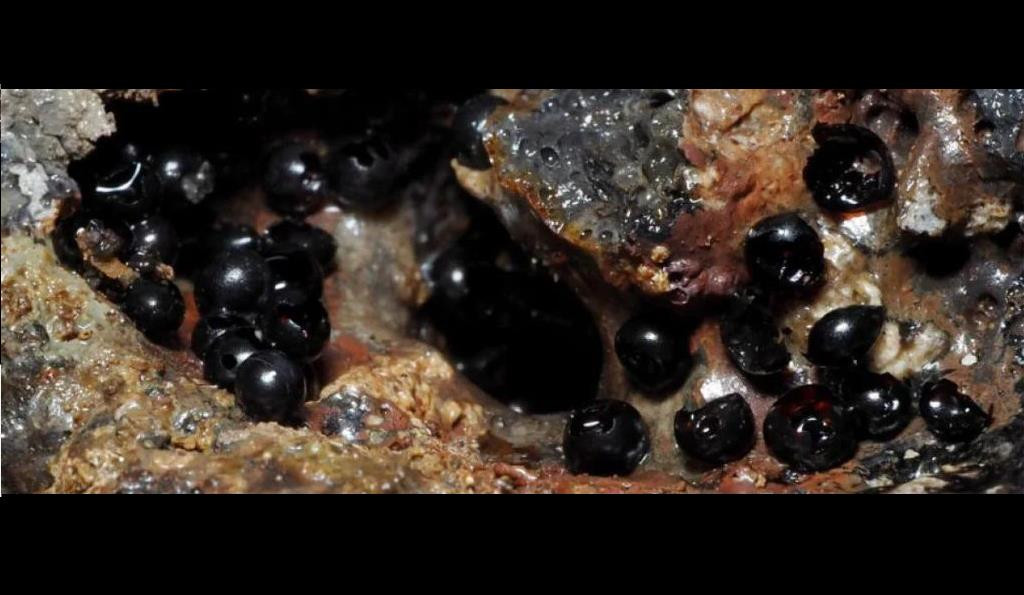 Phat hien trung sinh vat la o do sau 6.200 m