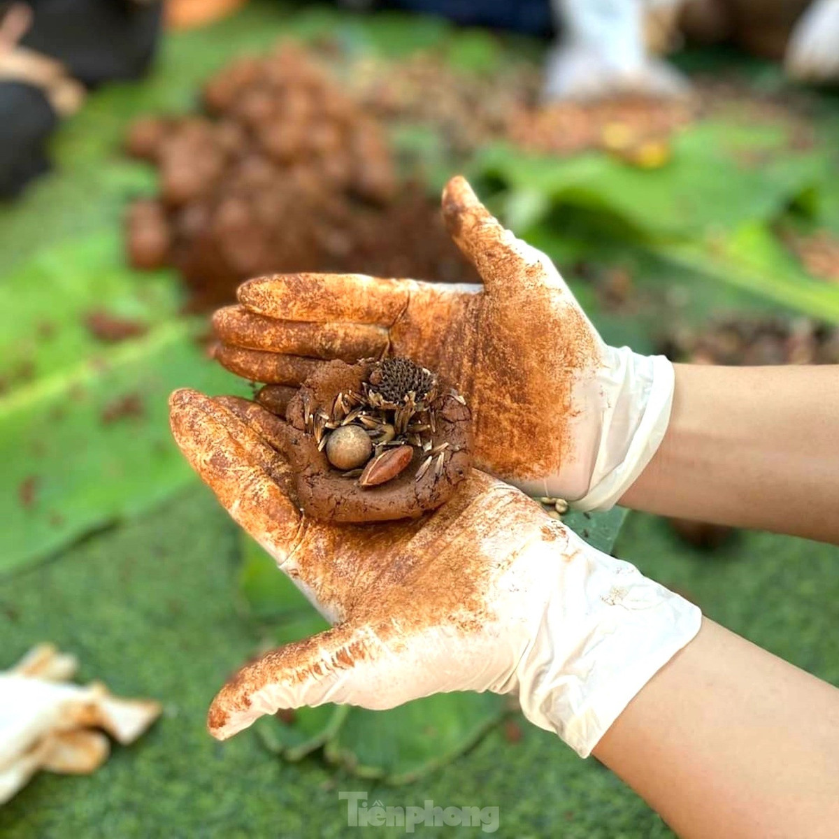 Trong mỗi bom hạt giống gồm: hạt kơ nia, hạt dẻ rừng, giống bằng lăng, hạt hoa dã quỳ, sâm bố chính, giống cây cà te…