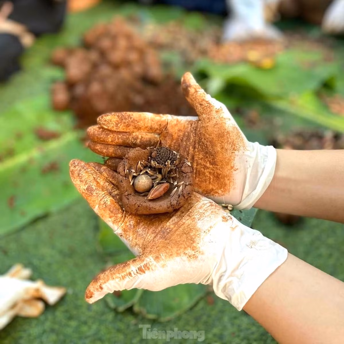 Trong mỗi bom hạt giống gồm: hạt kơ nia, hạt dẻ rừng, giống bằng lăng, hạt hoa dã quỳ, sâm bố chính, giống cây cà te…