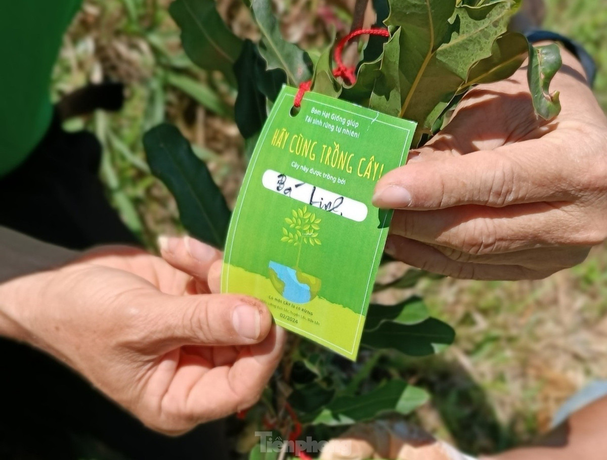 Sau khi trồng, mỗi cây sẽ được các bạn gắn 1 tấm thẻ ghi tên người trồng, thời gian và địa điểm trồng cây.