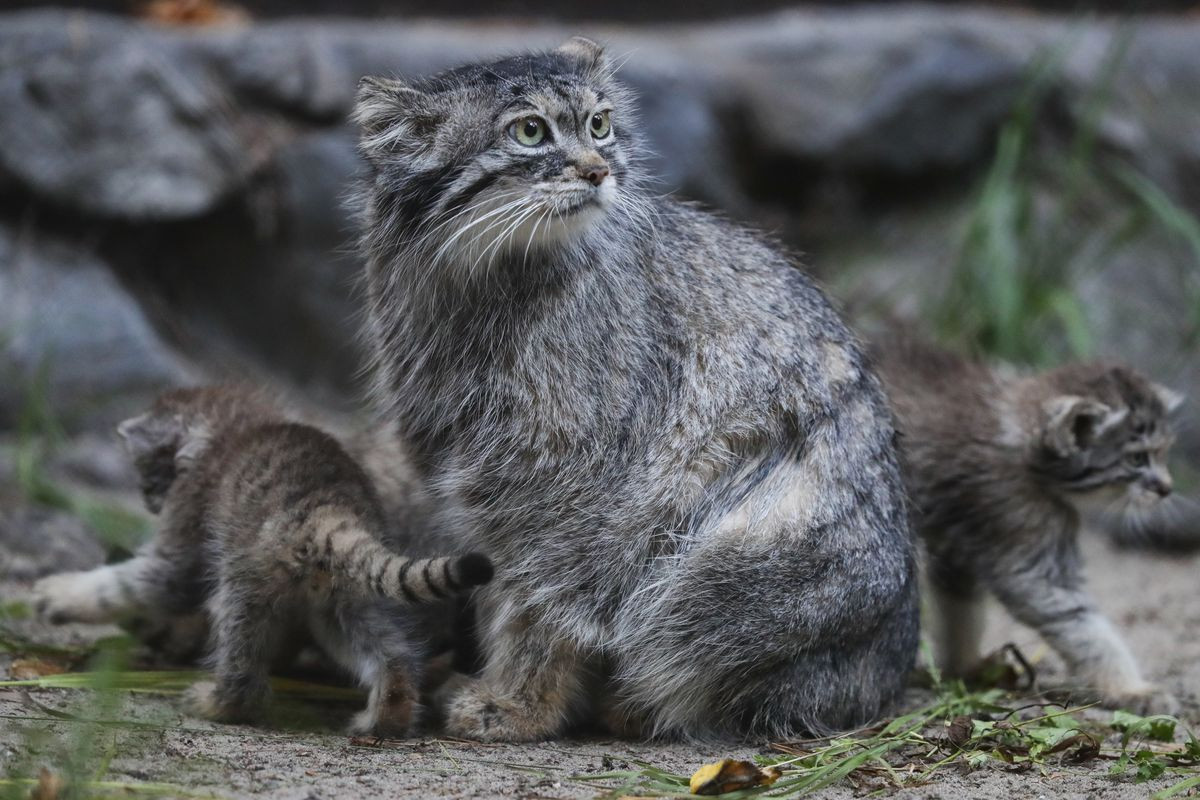 Một trong những địa điểm thu hút khách du lịch nhất thành phố là Vườn thú Novosibirsk. Là cơ sở khoa học nổi tiếng thế giới, vườn thú này sở hữu hơn 11.000 động vật thuộc 738 loài khác nhau, trong đó hơn 30 loài có nguy cơ tuyệt chủng đang được bảo tồn thành công. Ảnh: Royals Review.