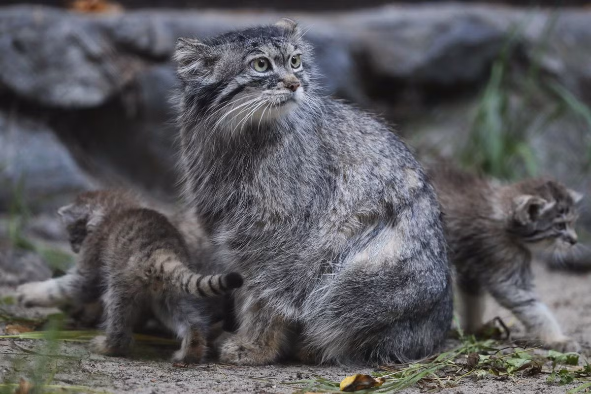 Một trong những địa điểm thu hút khách du lịch nhất thành phố là Vườn thú Novosibirsk. Là cơ sở khoa học nổi tiếng thế giới, vườn thú này sở hữu hơn 11.000 động vật thuộc 738 loài khác nhau, trong đó hơn 30 loài có nguy cơ tuyệt chủng đang được bảo tồn thành công. Ảnh: Royals Review.