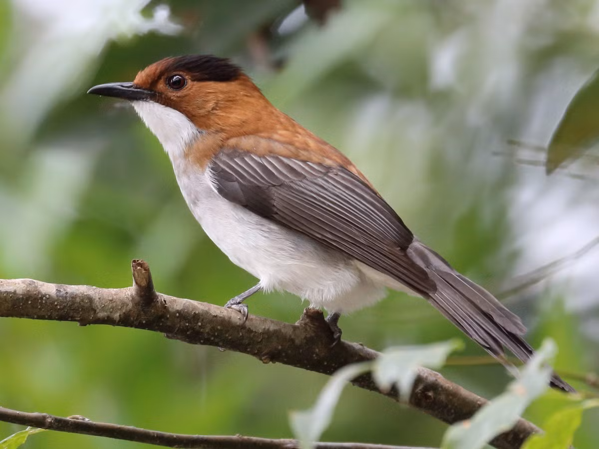 Cành cạch hung (Hemixos castanonotus) dài 20-22 cm, là loài định cư không phổ biến tại Đông Bắc (VQG Tam Đảo). Chúng sống ở rừng thường xanh, rừng thứ sinh, bìa rừng.