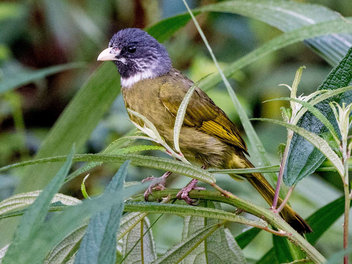 Chào mào khoang cổ (Spizixos semitorques) dài 22-23 cm, là loài định cư, tương đối phổ biến tại Tây Bắc và Đông Bắc (VQG Hoàng Liên Sa Pa, các khu BTTN Quản Bạ, Du Già, Tây Côn Lĩnh). Chúng sống ở rừng thứ sinh, khu vực nhiều cây bụi.