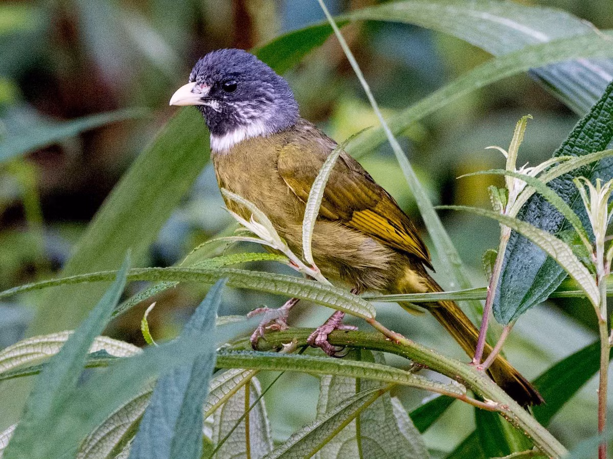 Chào mào khoang cổ (Spizixos semitorques) dài 22-23 cm, là loài định cư, tương đối phổ biến tại Tây Bắc và Đông Bắc (VQG Hoàng Liên Sa Pa, các khu BTTN Quản Bạ, Du Già, Tây Côn Lĩnh). Chúng sống ở rừng thứ sinh, khu vực nhiều cây bụi.