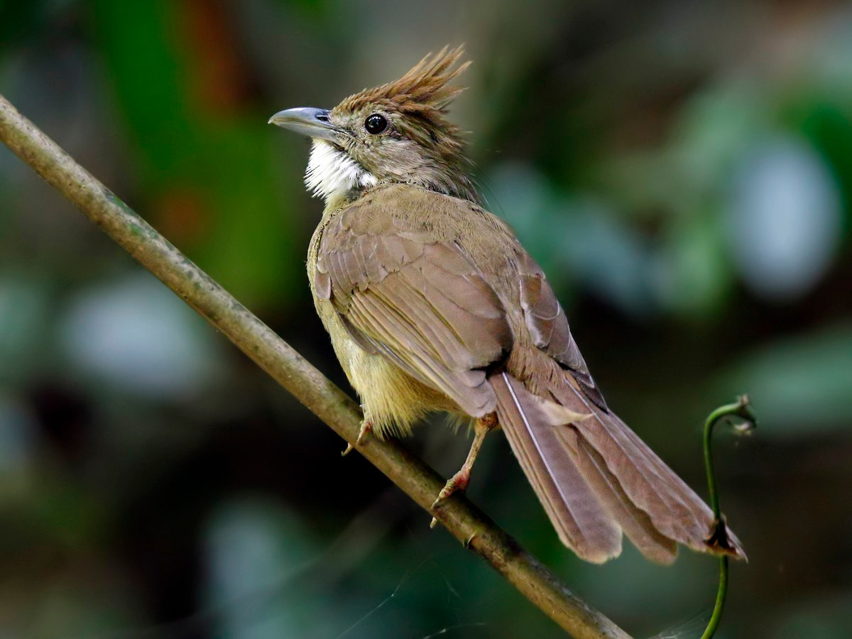 Cành cạch bụng hung (Alophoixus ochraceus) dài 19-22 cm, là loài định cư, phổ biến tại Nam Trung Bộ và Nam Bộ (ghi nhận nhiều tại VQG Cát Tiên, Chư Yang Sin, Phú Quốc). Chúng sống ở rừng lá rộng thường xanh.