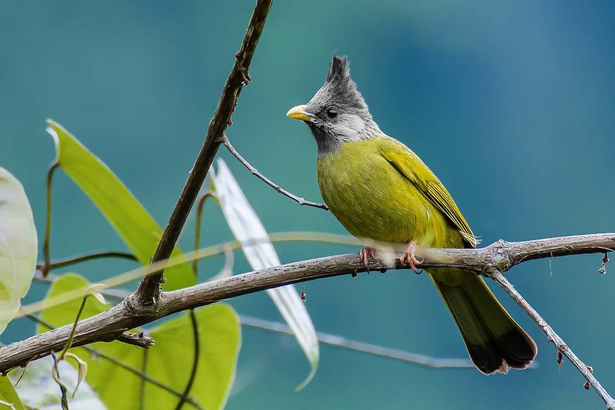 Chào mào mỏ lớn (Spizixos canifrons) dài 21-22 cm, là loài định cư không phổ biến tại Tây Bắc (VQG Hoàng Liên Sa Pa). Sinh cảnh của loài chim này là rừng thứ sinh, cây bụi và trảng cỏ.