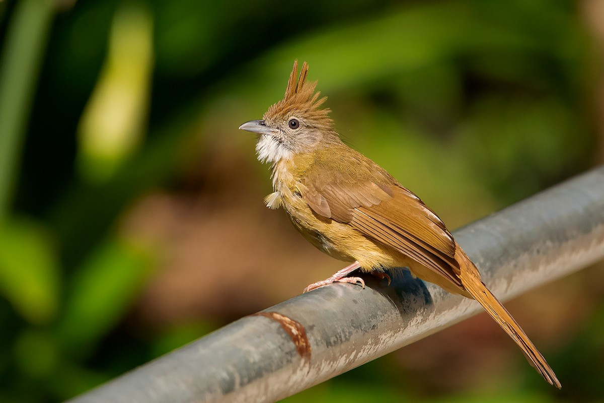 Cành cạch lớn (Alophoixus pallidus) dài 20-25 cm, lf loài định cư phổ biến từ Bắc Bộ đến Nam Trung Bộ (VQG Tam Đảo, Cúc Phương, Vũ Quang, Bạch Mã, khu BTTN Đăkrông). Loài này sống chủ yếu ở rừng lá rộng thường xanh.