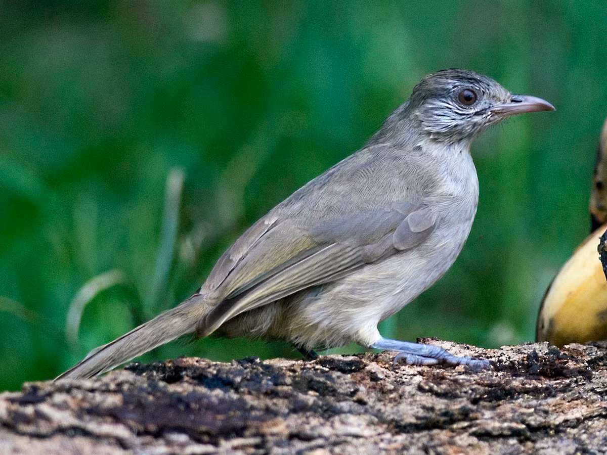 Bông lau tai vằn (Pycnonotus blanfordi) dài 18-20 cm, là loài định cư, phổ biến từ Trung Trung Bộ đến Nam Bộ (VQG Cát Tiên, Tràm Chim, khu BTTN Vĩnh Cửu, sân chim Cà Mau). Chúng sống ở các khu vực bán hoang mạc, cây bụi, khu trồng trọt, vườn, thành thị, rừng khộp hỗn giao.