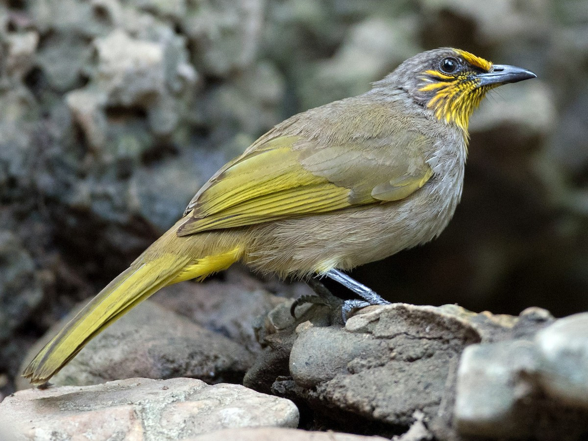 Bông lau họng vạch (Pycnonotus finlaysoni) dài 19020 cm, là loài định cư, phổ biến trong cả nước (VQG Cúc Phương, Vũ Quang, Bạch Mã, Cát Tiên, Côn Đảo, Phú Quốc). Môi trường sống của chúng là rừng thứ sinh, cây bụi, bìa rừng, khu vực trống trải trong rừng thường xanh.