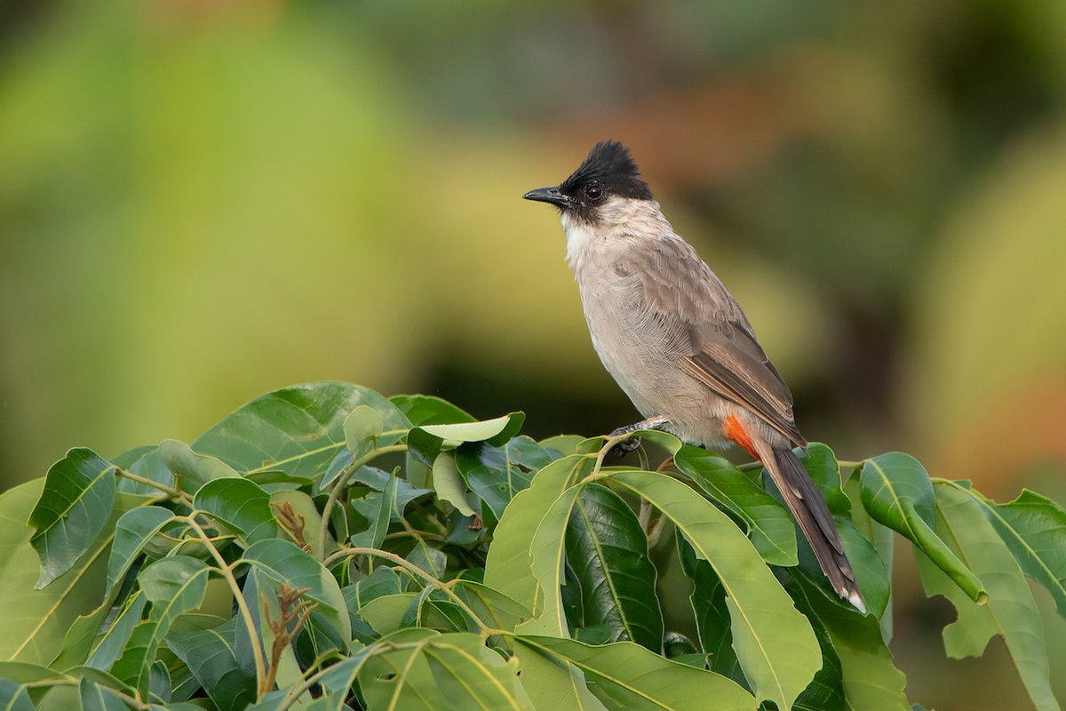 Bông lau tai trắng (Pycnonotus aurigaster) dài 19-21 cm, là loài định cư., tương đối phổ biến trong cả nước. Sinh cảnh của loài này là rừng thứ sinh, nơi canh tác, cây bụi, trảng cỏ.